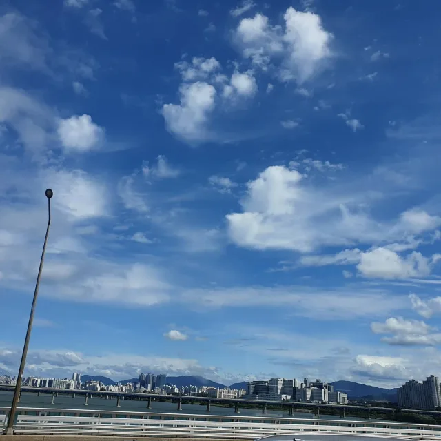장안벚꽃