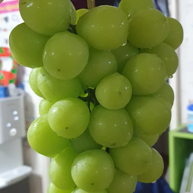 제트렌