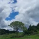 이사이사
