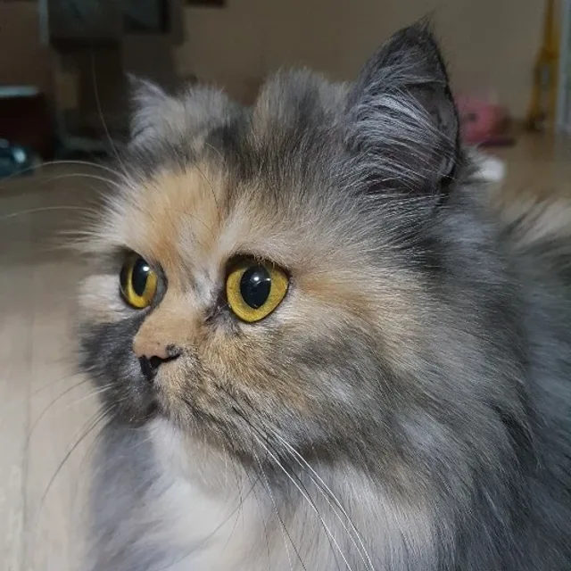 profile