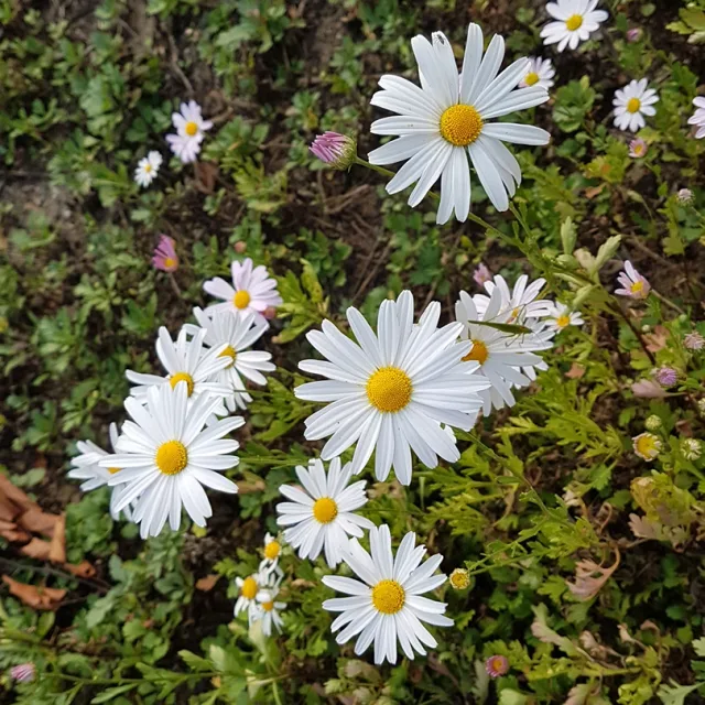 행복아루