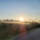 MG