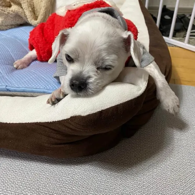 누리하리