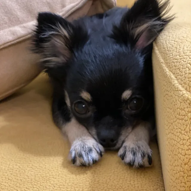 이브아빠