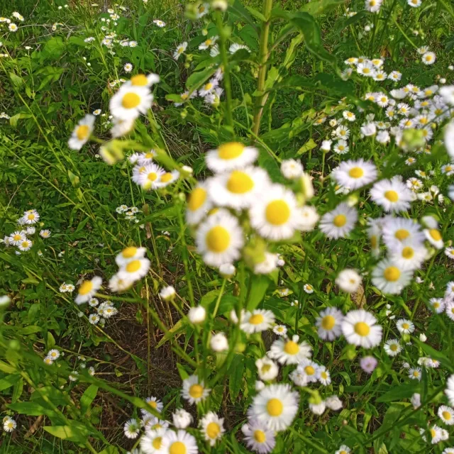 덩그리