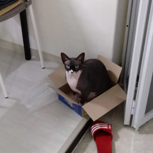 개쑹