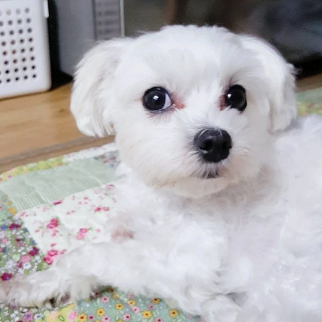 유리