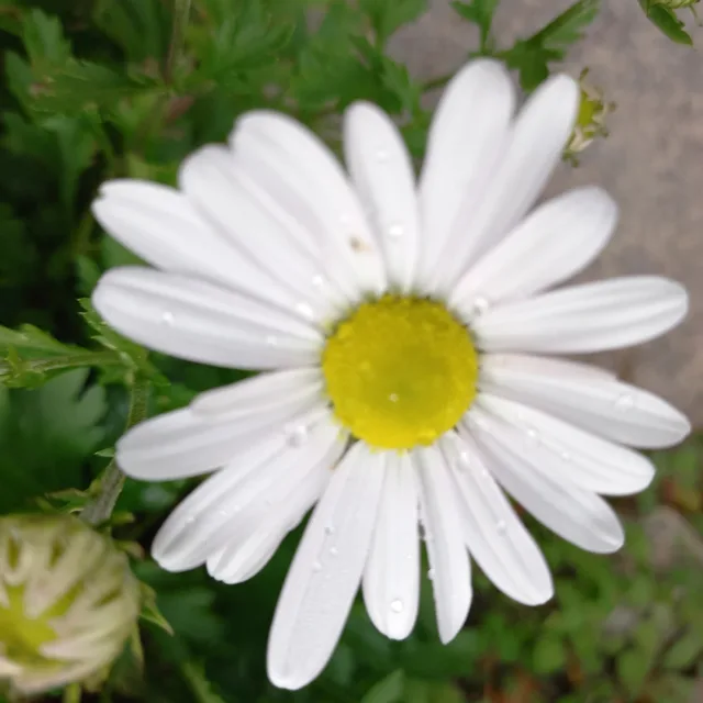 프리지아