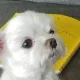 별이멍뭉이