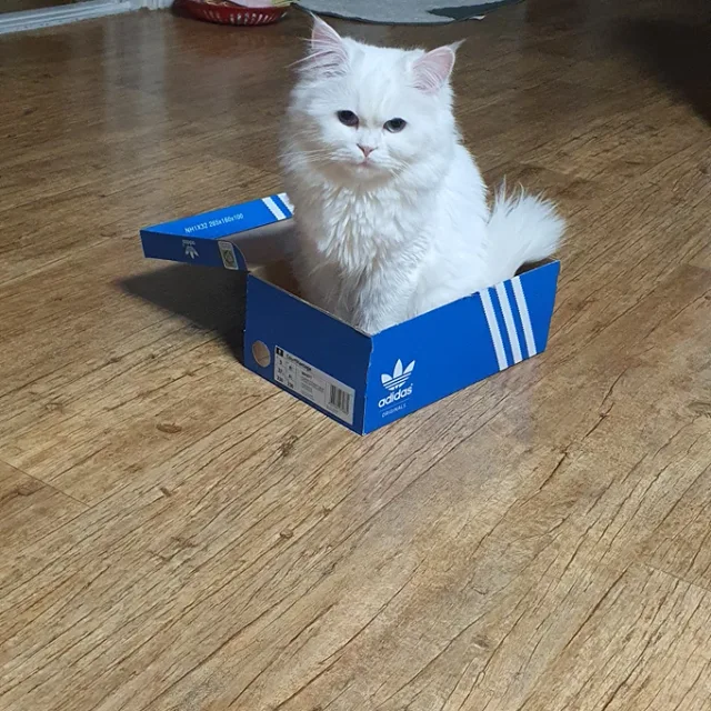 미양