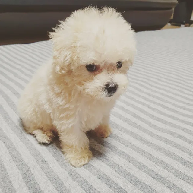 꼬므토끼