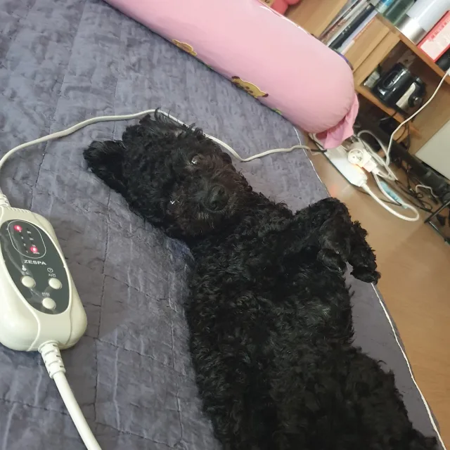 첫사랑