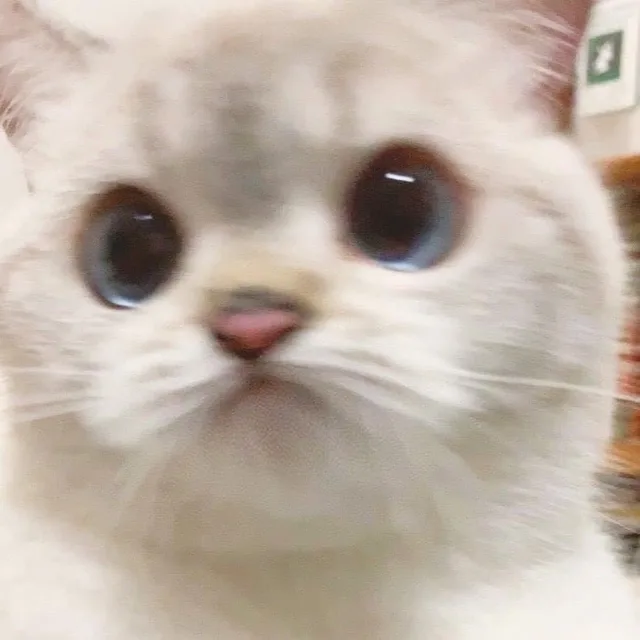 띵똥
