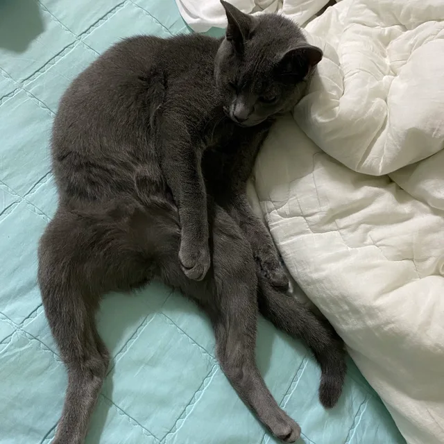 왜용