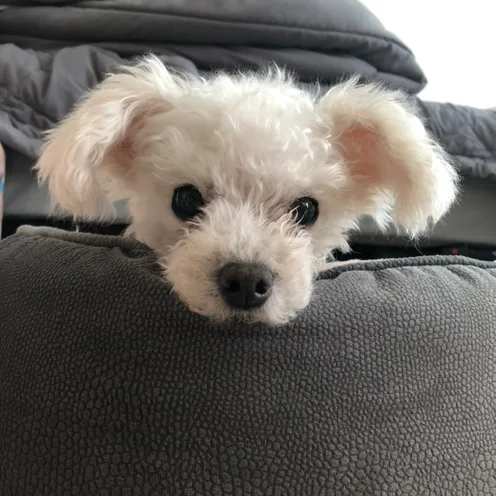 앨리스가족