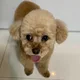 아아벤테이용