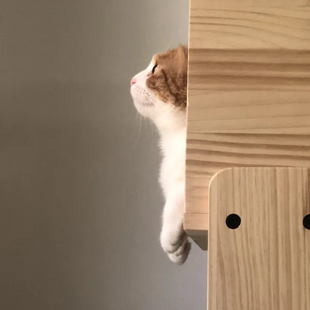 밤밤