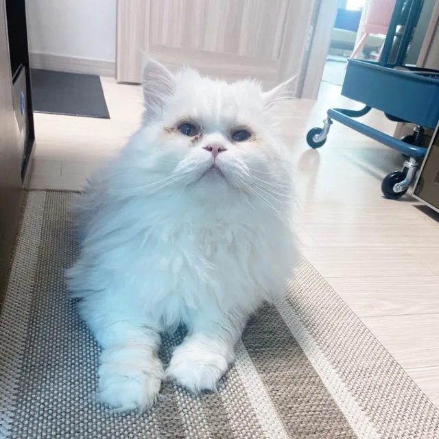 뚤기