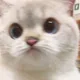 틸아밋우