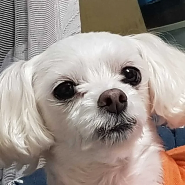 당근1개1920원