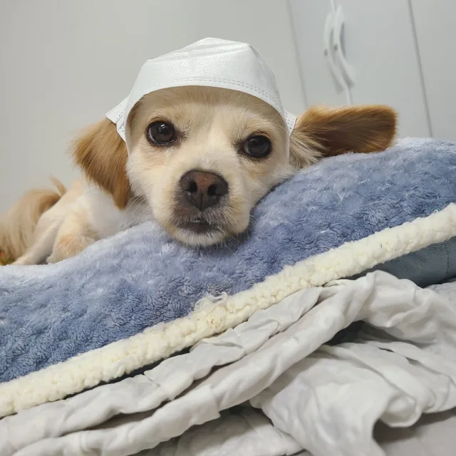 후파
