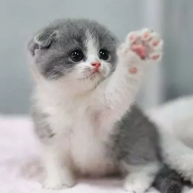 당근이지