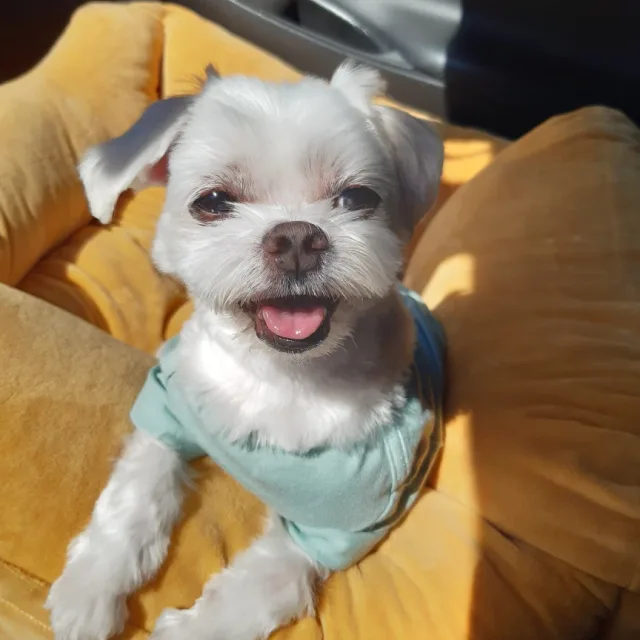 해피태영
