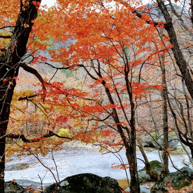 로향