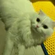 먀옹먀옹먀옹
