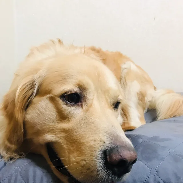 곤이