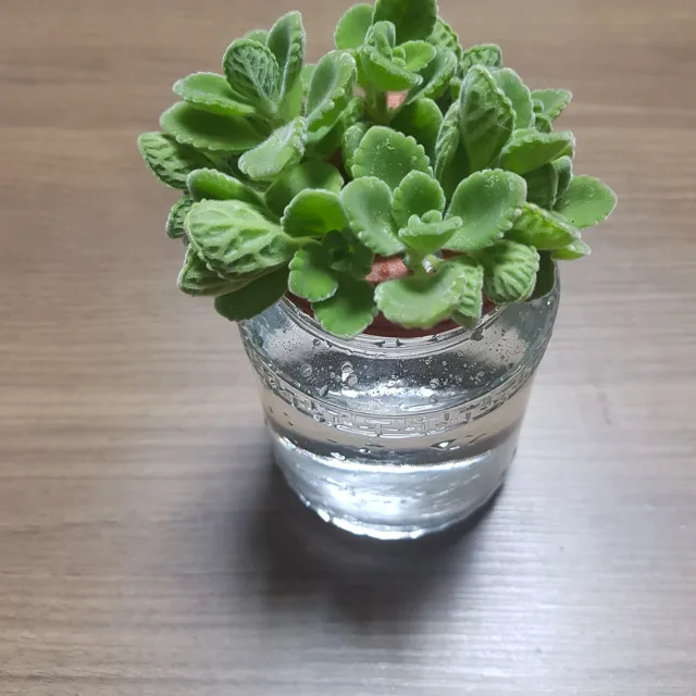 모모네