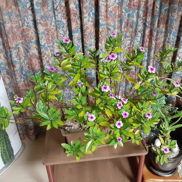 향기요