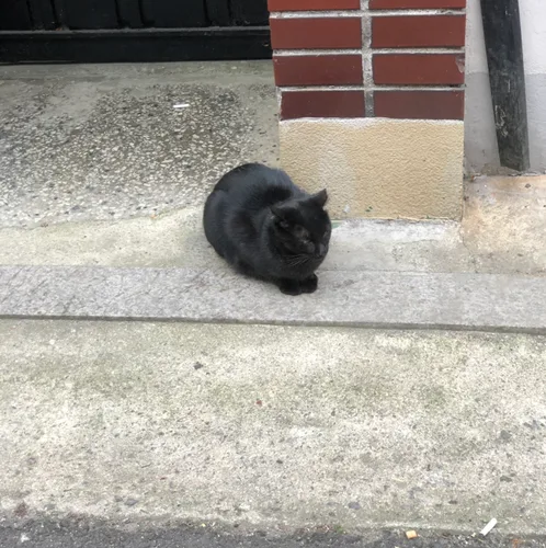 뽀또