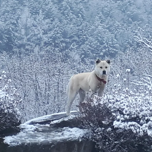 홍남이
