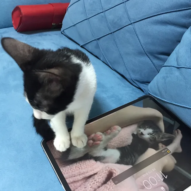 까꿍이