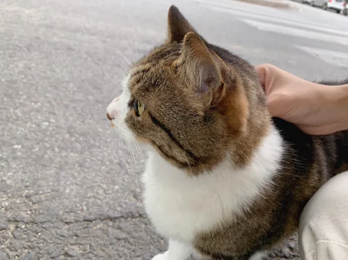 루네