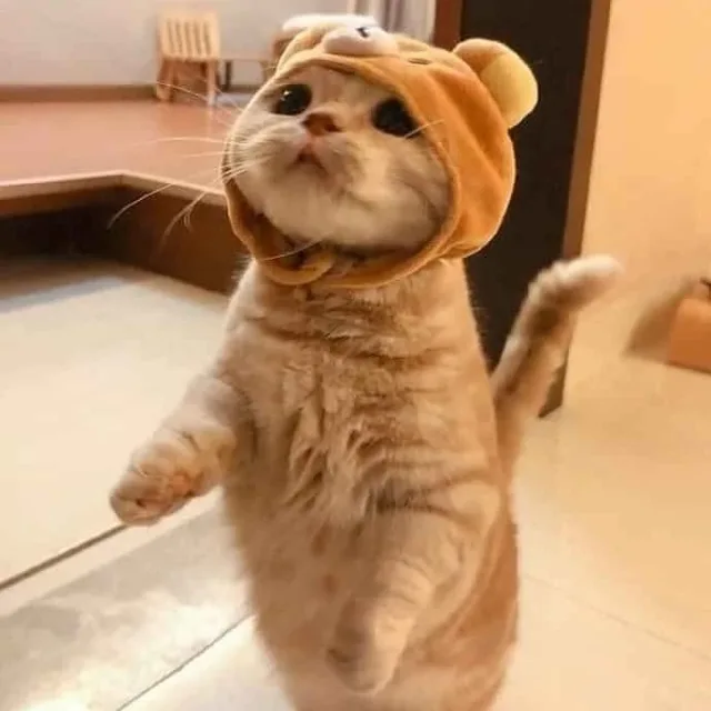 냥냥