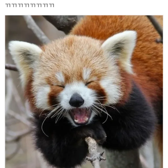 허브