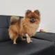 조이