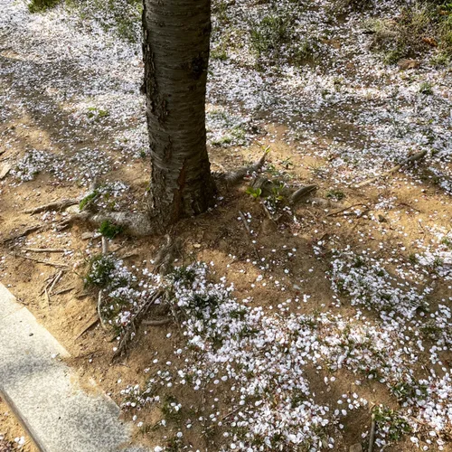 불새
