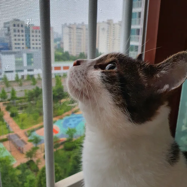 뽀양