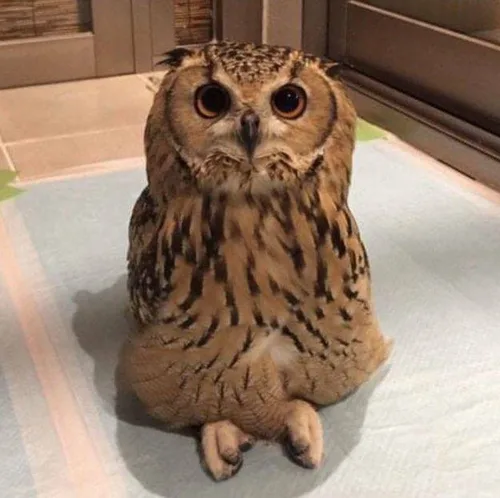 꿀떵맘