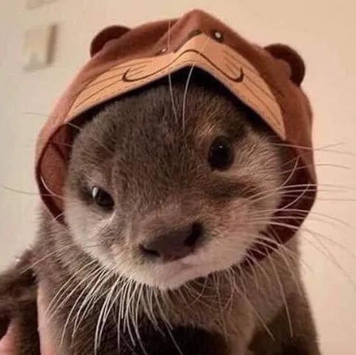 gul