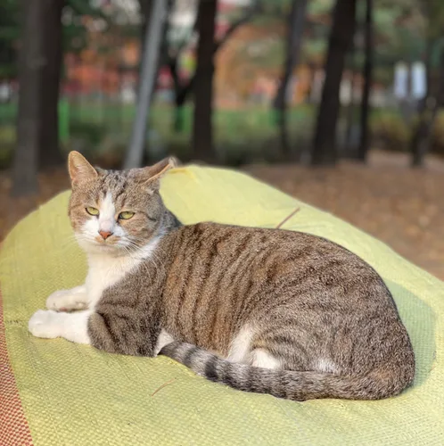 못무뭄