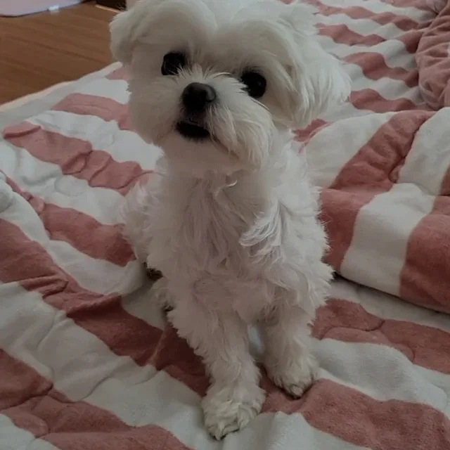 내사랑미미