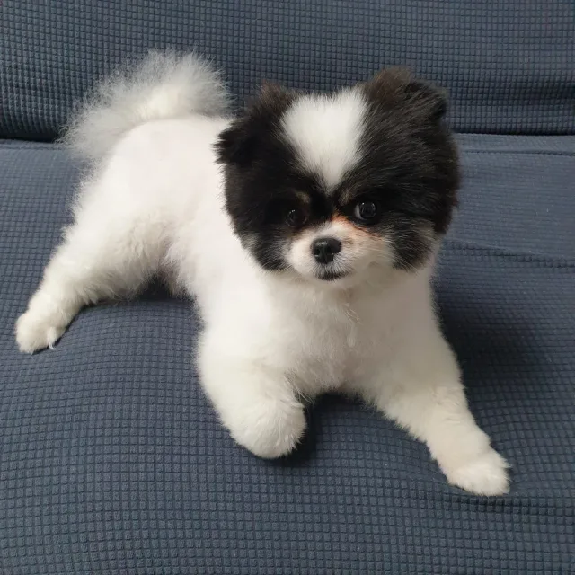 보리맘