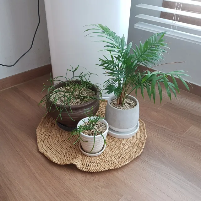 옥냥이