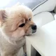 무지개여우