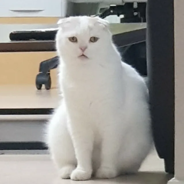 오리감자