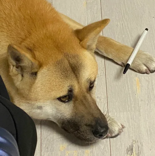 건빵이